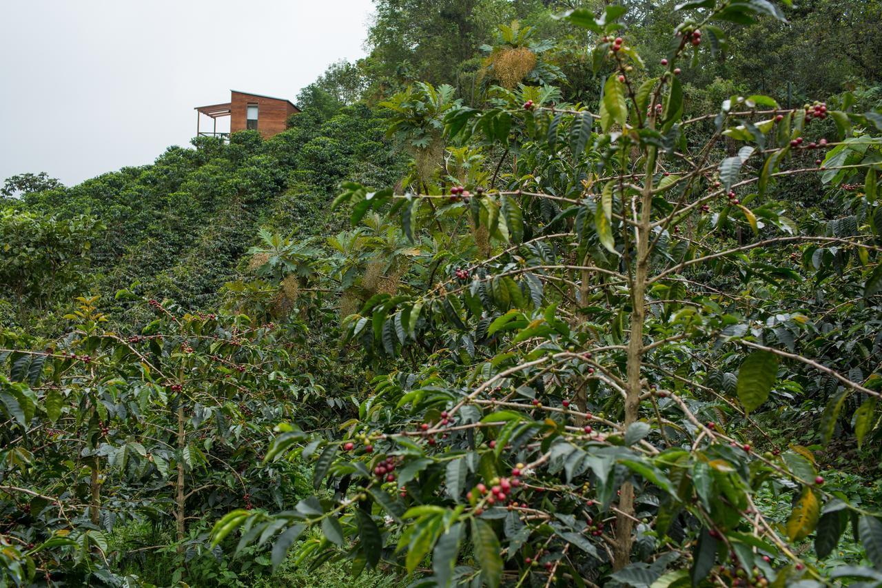 Coffee & Adventure Hotel By La Palma Y El Tucan Zipacon Exteriér fotografie